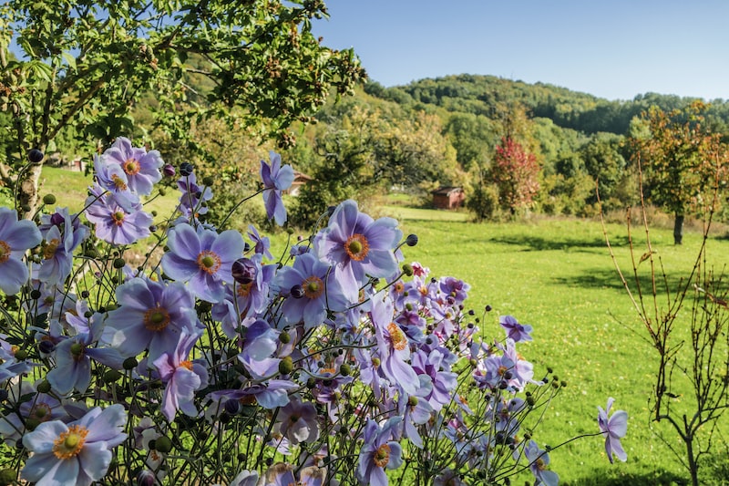 fleurs vivaces longue floraison