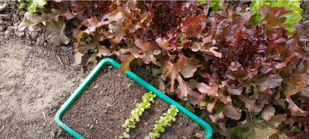 Quel mélange de graines de salades planter pour de la salade à couper ?