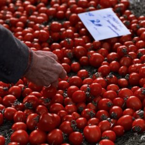 Quand et comment semer les tomates ?