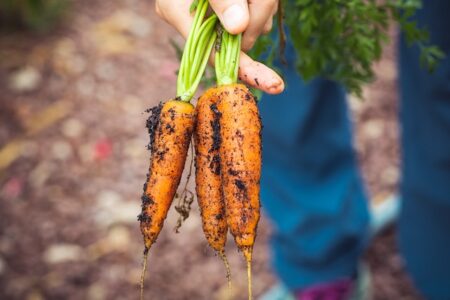Savoir comment bien semer les carottes