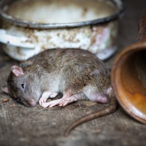 Comment procéder pour lutter contre les rats dans votre maison ?