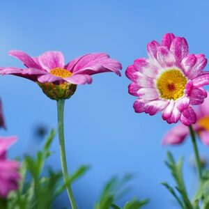 Comment l’agriculture biologique peut-elle changer la production de fleurs ?