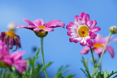 Comment l’agriculture biologique peut-elle changer la production de fleurs ?