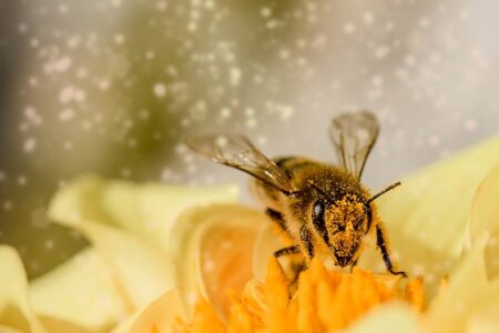 La pollinisation et l’importance des abeilles dans la floriculture