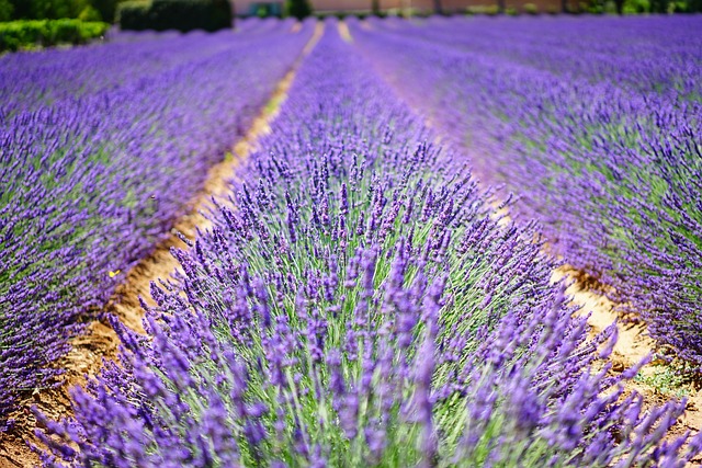 techniques de propagation des plantes dans la floriculture