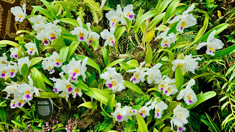 Comment créer un jardin de plantes à thématique ?