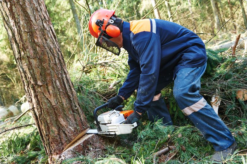 abattage-arbre-gratuit-service-forestier