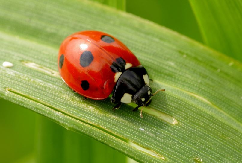 coccinelle