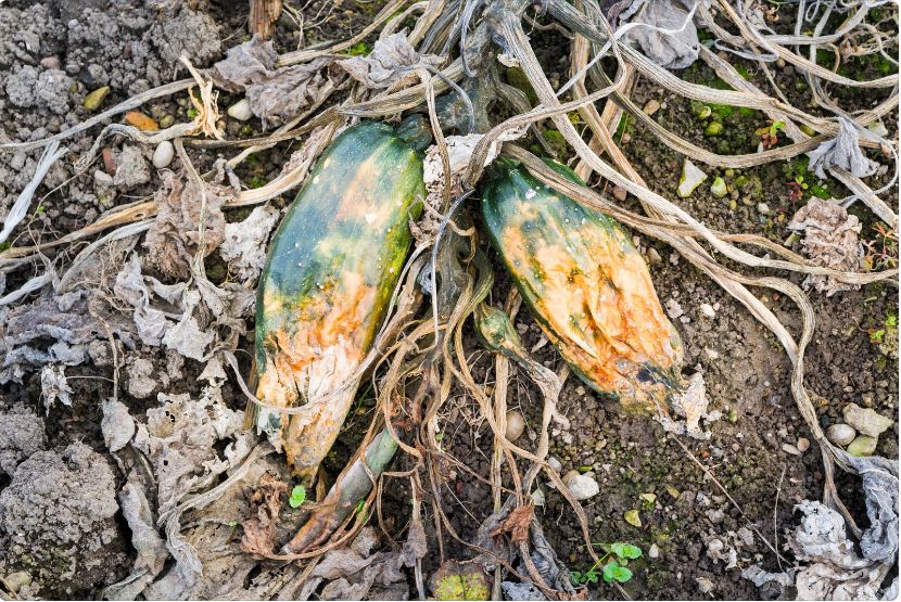 courgette-pourri