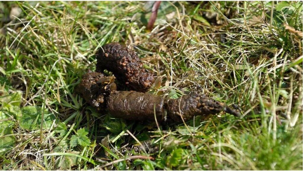 photo d'une crotte de renard