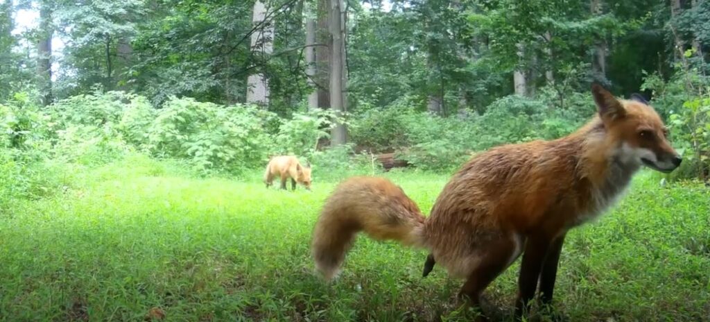 renard-qui-fait-caca