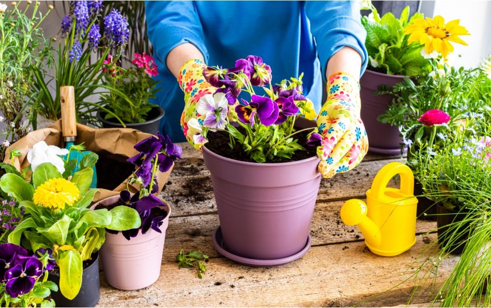 Combien de pensées mettre dans une jardinière